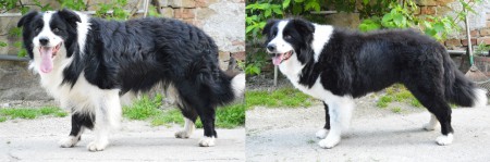 Nike, Border Collie előtte-utána