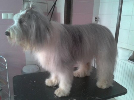 Frutti, Bearded Collie