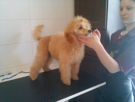 Sia, oroszlán fazonban 5 hónapos